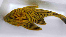Load image into Gallery viewer, L027 Tocantins Gold Line Royal Pleco (Panaque armbrusteri)

