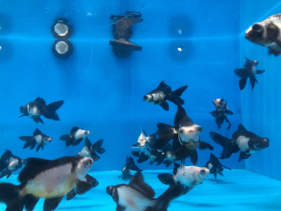 Moor Panda Butterfly Telescope Goldfish (Carassius auratus)