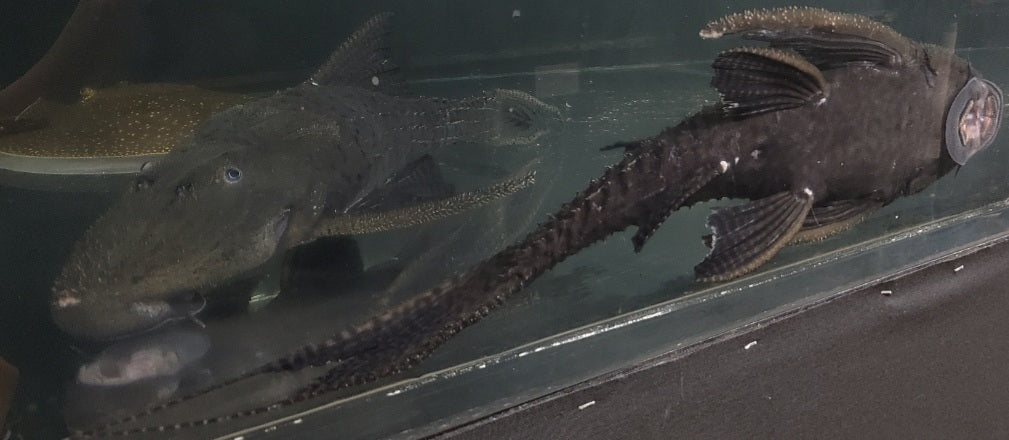 Armored Catfish (Pseudacanthicus histrix)