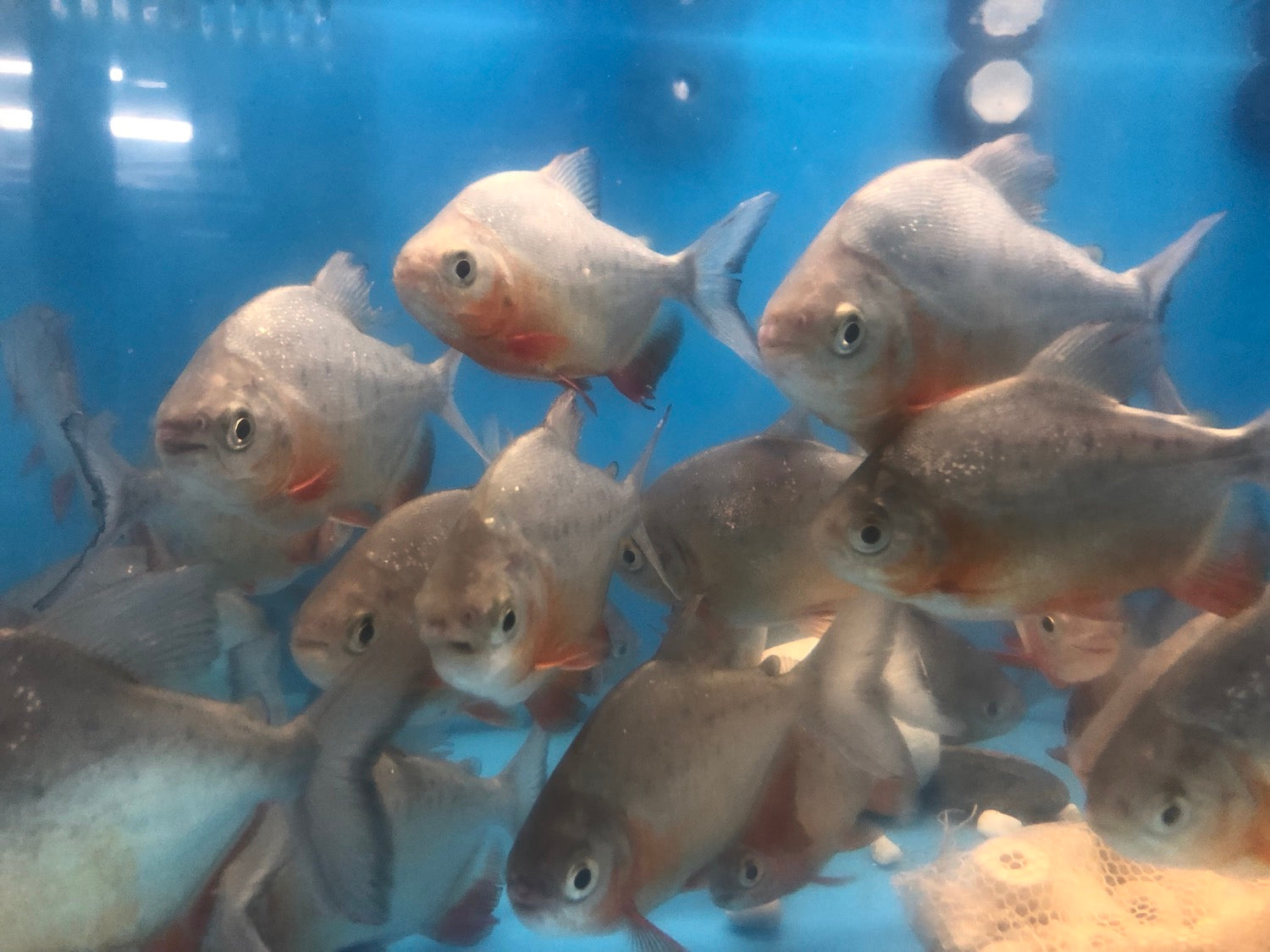 MYLEUS / PACU – Predatory Fins