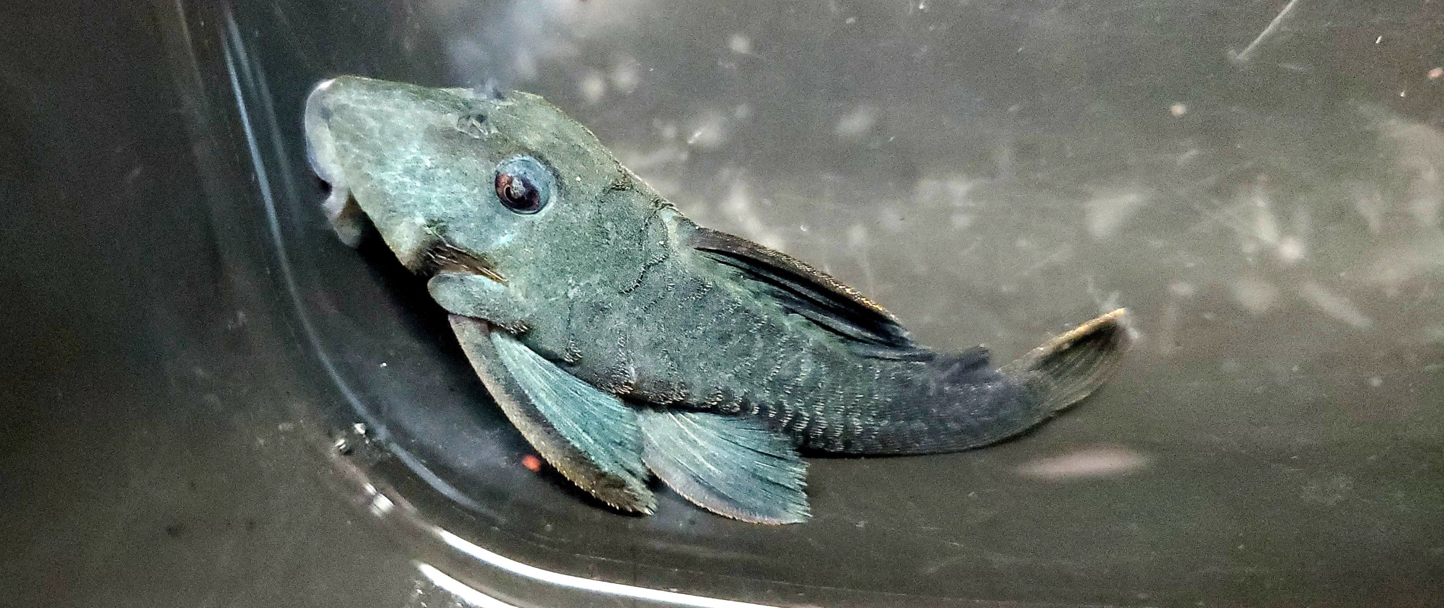 L239 Blue Panaque Pleco (Baryancistrus beggini)