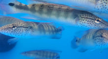 Load image into Gallery viewer, Lenticulata Pike Cichlid (Crenicichla lenticulata)
