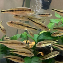 Load image into Gallery viewer, Intermedia Peacock Bass (Cichla intermedia)
