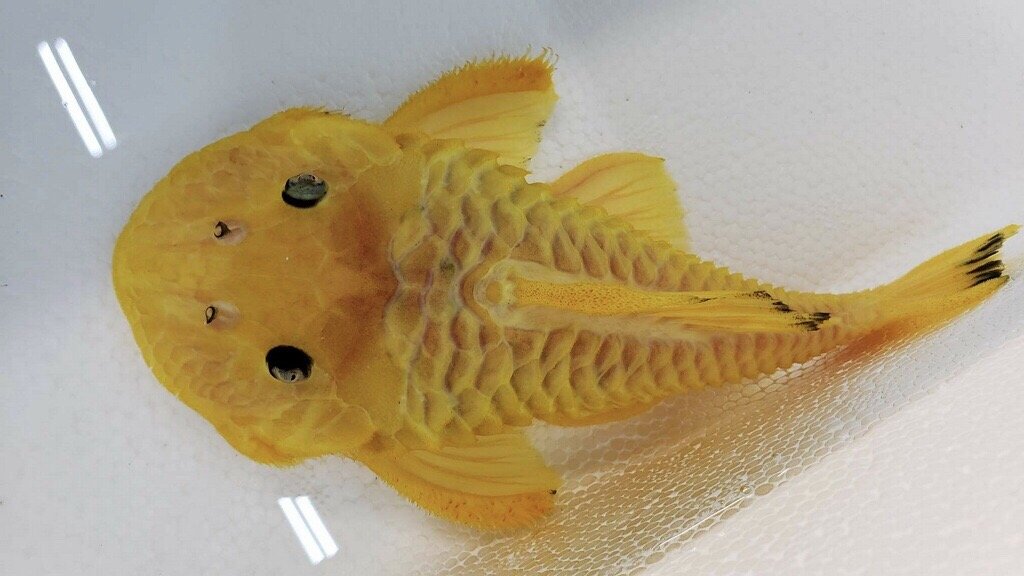 L056 Yellow Rubber Pleco (Parancistrus aurantiacus)