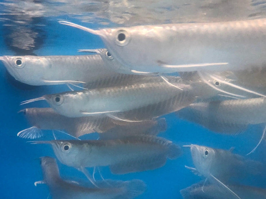 Silver Arowana (Osteoglossum bicirrhosum)