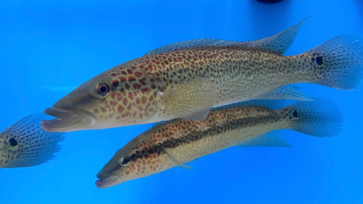 Lacustris Pike Cichlid (Crenicichla lacustris)