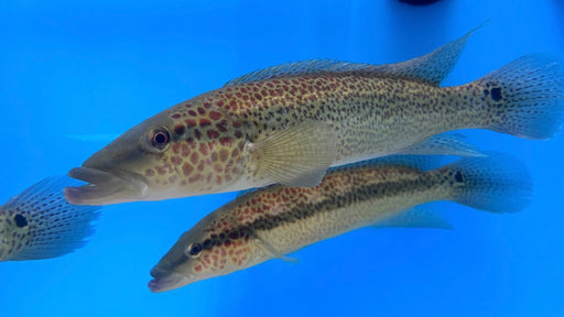 Lacustris Pike Cichlid (Crenicichla lacustris)