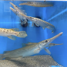 Load image into Gallery viewer, Florida Spotted Gar (Lepisosteus platyrhincus)
