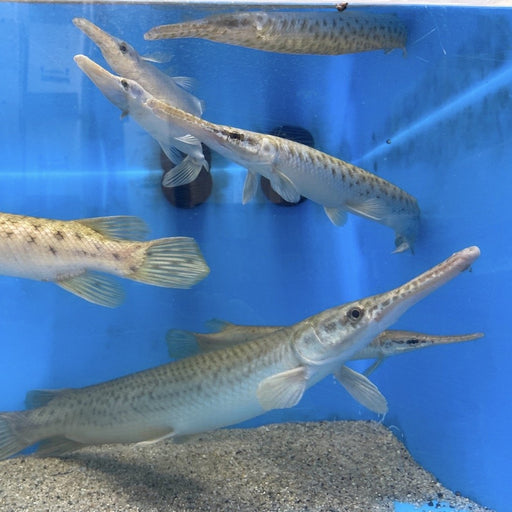 Florida Spotted Gar (Lepisosteus platyrhincus)