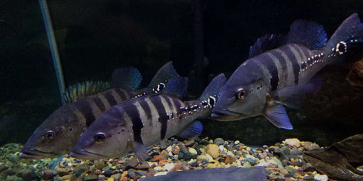 Azul Peacock Bass (Cichla piquiti)