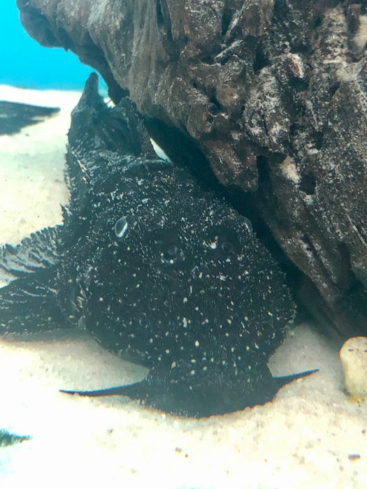 Serratus Black Dragon Pleco (Pseudacanthicus serratus)