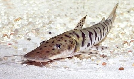 Tiger Shovelnose Catfish (Pseudoplatystoma fasciatum)