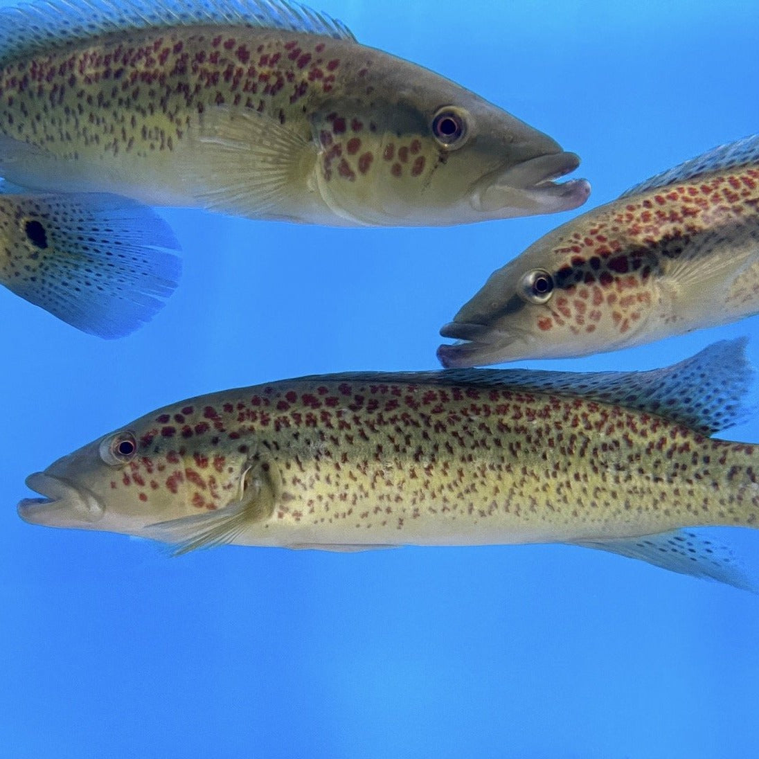 Lacustris Pike Cichlid (Crenicichla lacustris)