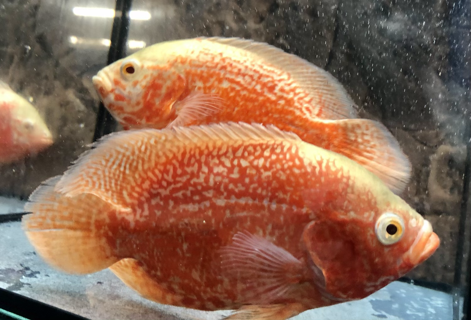 Super Red Oscar Fish