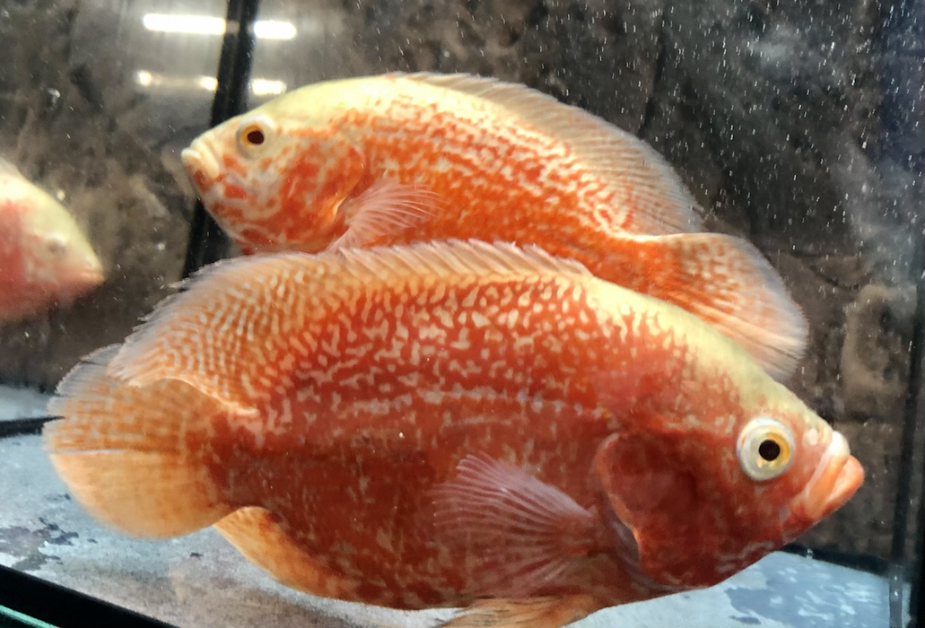 Albino Super Red Tiger Oscar Cichlid (Astronotus ocellatus)