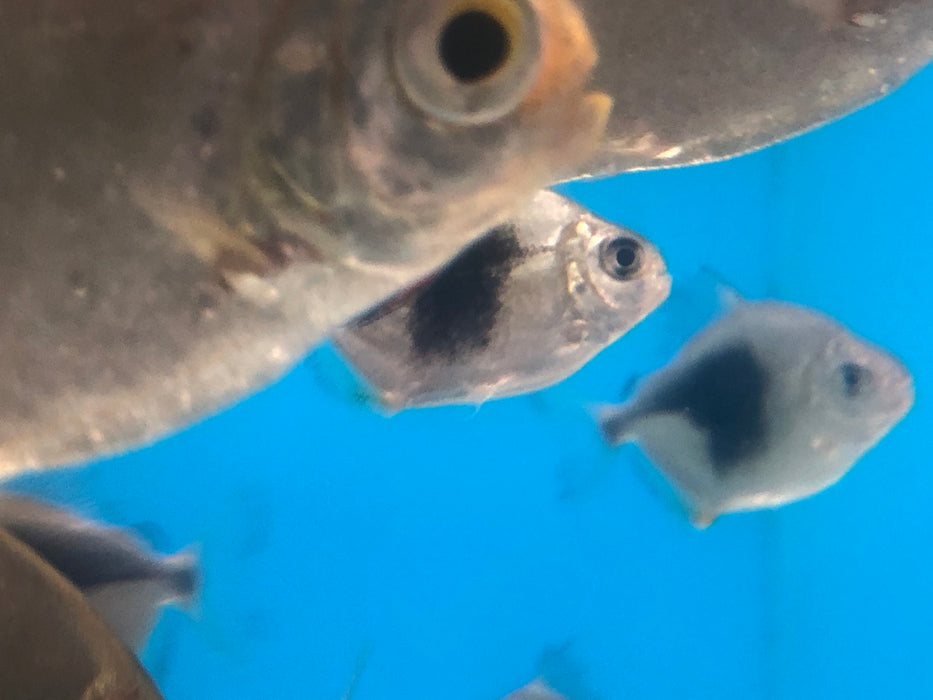 Blackberry Silver Dollar (Myleus schomburgkii sp)