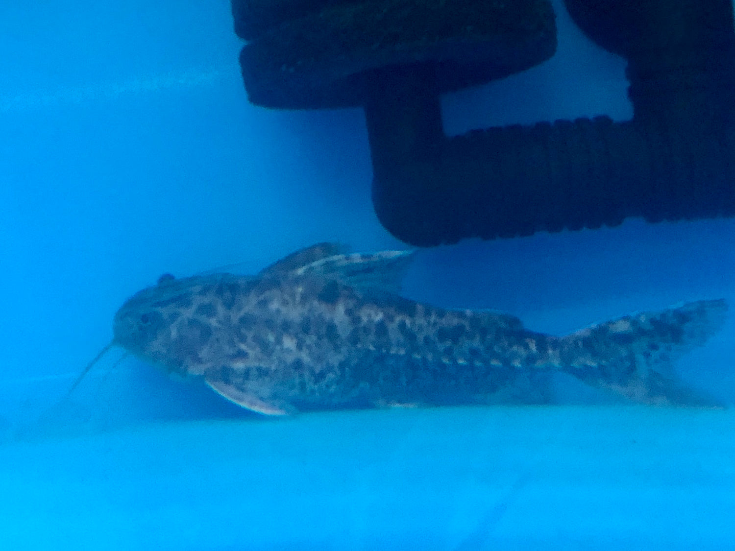 Granulosus Catfish (Pterodoras granulosus)