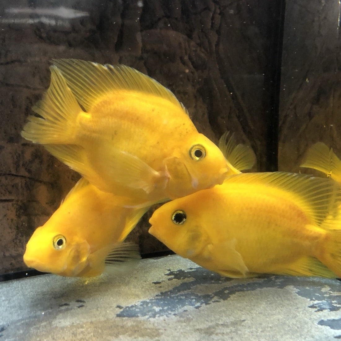 Yellow Ingot Parrot Fish Cichlid (Cichlasoma sp)
