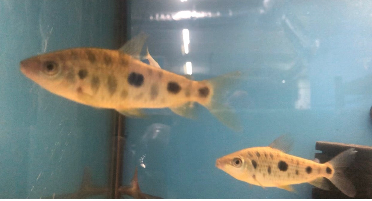 Spotted Leporinus (Leporinus octomaculatus)