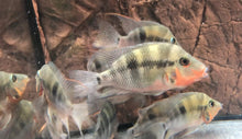 Load image into Gallery viewer, Firemouth Cichlid (Thorichthys meeki)

