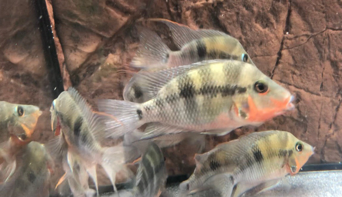 Firemouth Cichlid (Thorichthys meeki)