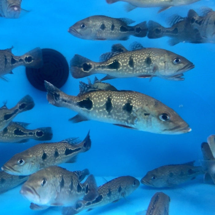 Brokopondo Peacock Bass (Cichla brokopondo)