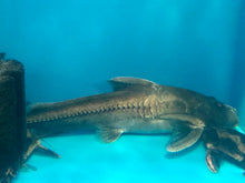 Load image into Gallery viewer, Silver Centrodoras Catfish (Centrodoras brachiatus)
