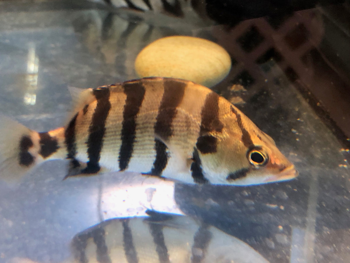 Silver Datnoid Tiger Fish (Datnioides polota) — Predatory Fins