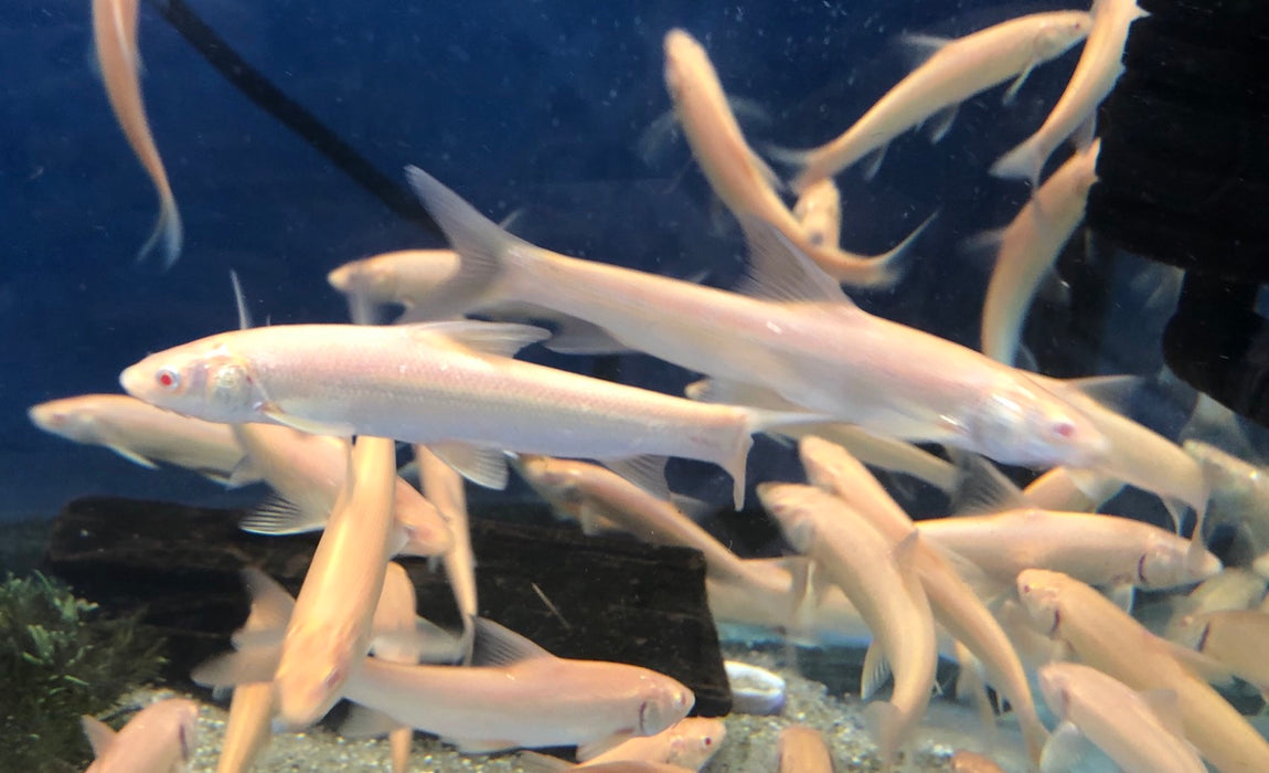 albino aral barbel Luciobarbus brachycephalus