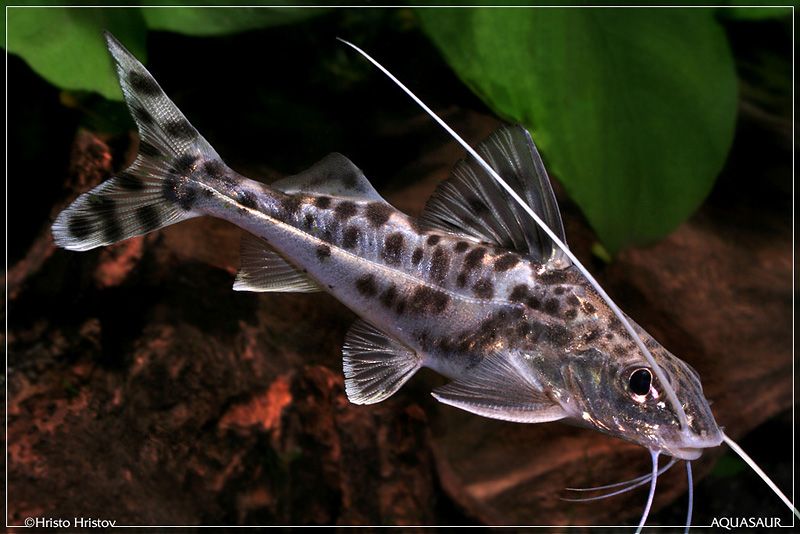 Pictus Catfish (Pimelodus pictus) — Predatory Fins