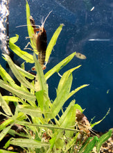 Load image into Gallery viewer, Tricolor Ghost Crayfish (Procambarus clarkii)
