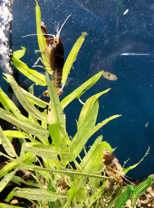 Tricolor Ghost Crayfish (Procambarus clarkii)