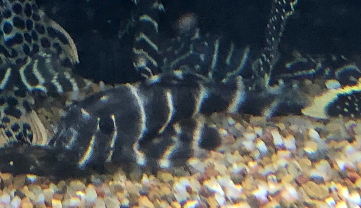 L204 Flash Pleco (﻿Panaqolus albivermis﻿)
