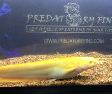 Load image into Gallery viewer, Golden Chinese Wels Catfish (Silurus merdionalis)
