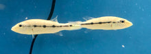 Load image into Gallery viewer, Kelberi Peacock Bass (Cichla kelberi)
