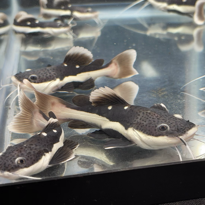 Red Tail Catfish - Discus Madness Red Tail Catfish - Discus Madness