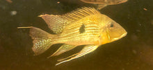 Load image into Gallery viewer, Red Striped Eartheater Cichlid (Geophagus surinamensis)
