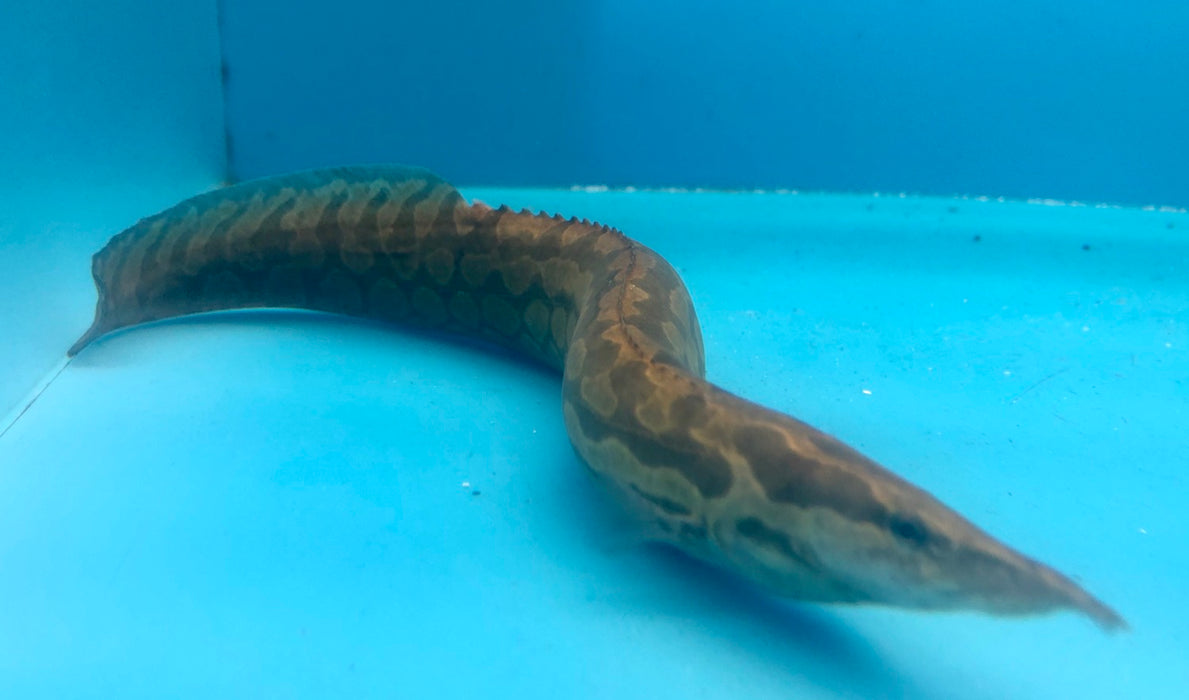 Tire Track Eel (Mastacembelus favus)