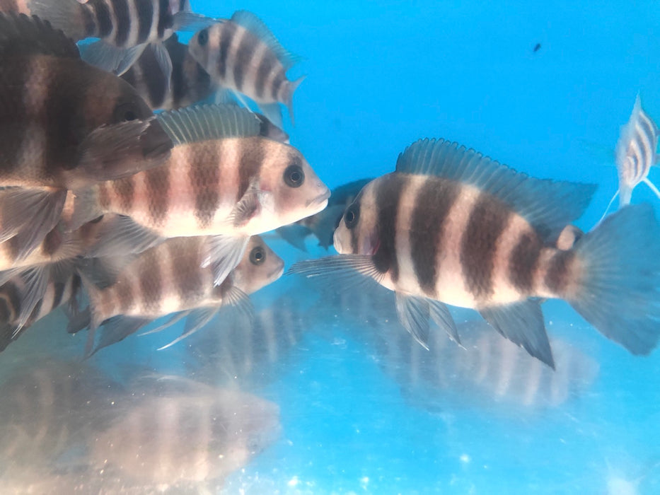 Blue Moba Frontosa Cichlid (Cyphotilapia frontosa)