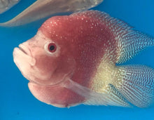 Load image into Gallery viewer, Golden Red Pearl Flowerhorn Parrot Cichlid (Cichlasoma trimaculatum sp)
