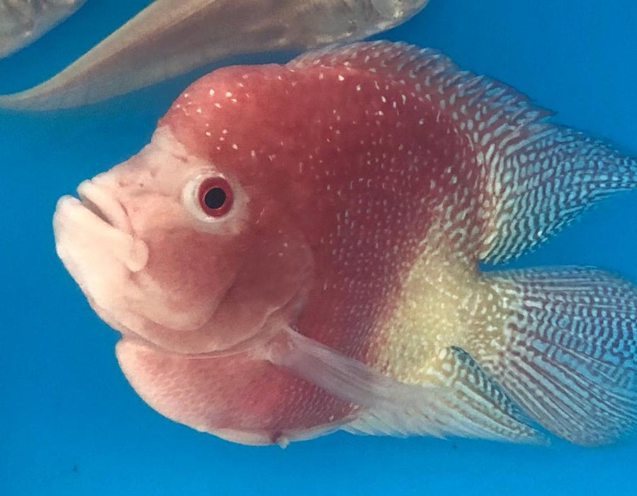 Golden Red Pearl Flowerhorn Parrot Cichlid (Cichlasoma trimaculatum sp)