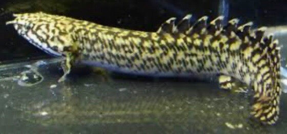 Ornate Bichir (Polypterus ornatipinnis)