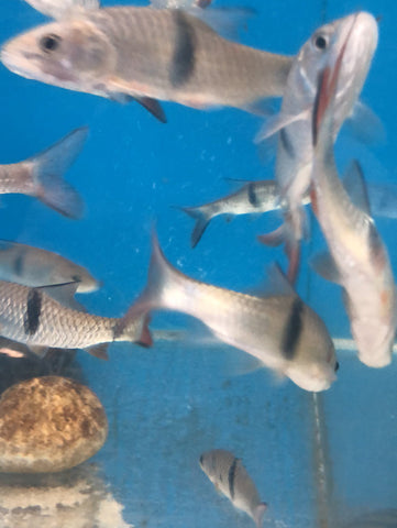 Hampala Hampala Barb (Hampala macrolepidota) – Predatory Fins