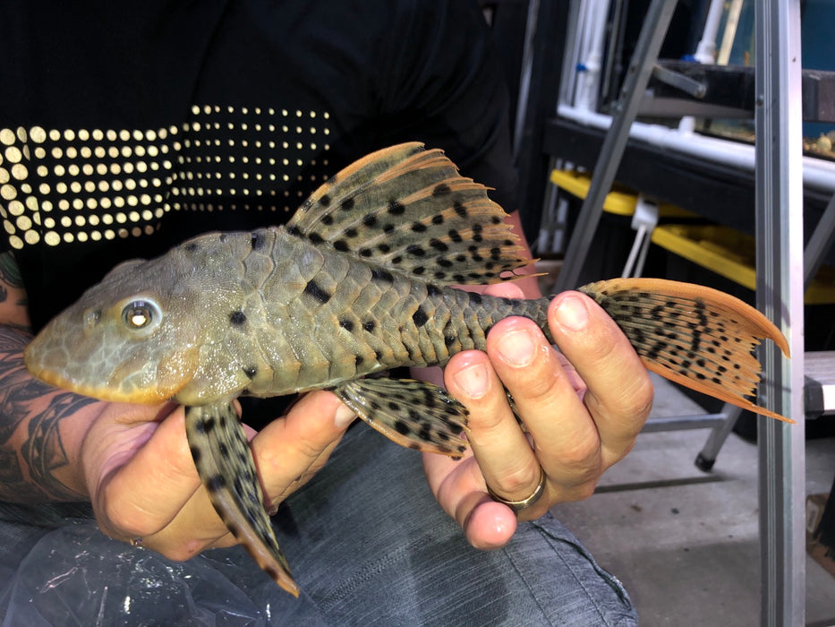 L095 Orange Cheek Pinecone Pleco (Pseudorinelepis genibarbis)