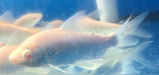 Albino Prochilodus (Prochilodus lineatus)