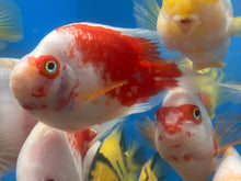 Load image into Gallery viewer, Red and White Parrot Cichlid (Cichlasoma sp)

