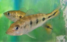 Butterfly Peacock Bass (Cichla ocellaris)