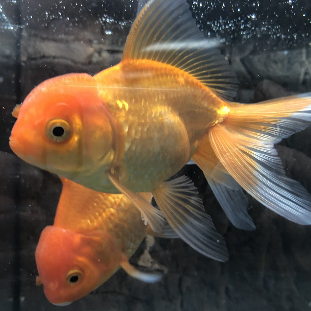 Oranda Goldfish (Carassius auratus)