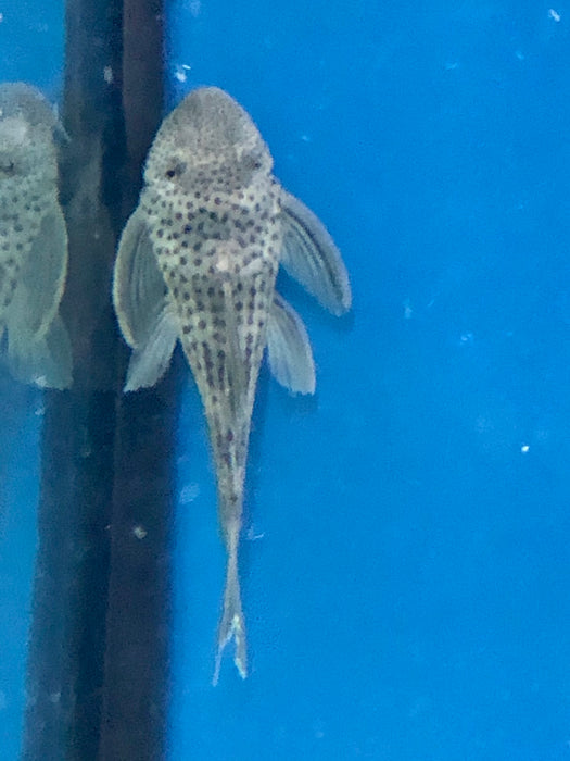 L141 Ghost Pleco (Ancistomus snethlageae)