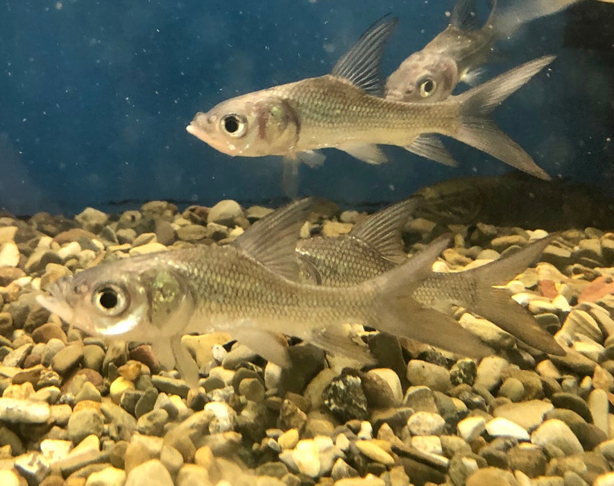Siamese Giant Barb (Catlocarpio siamensis)
